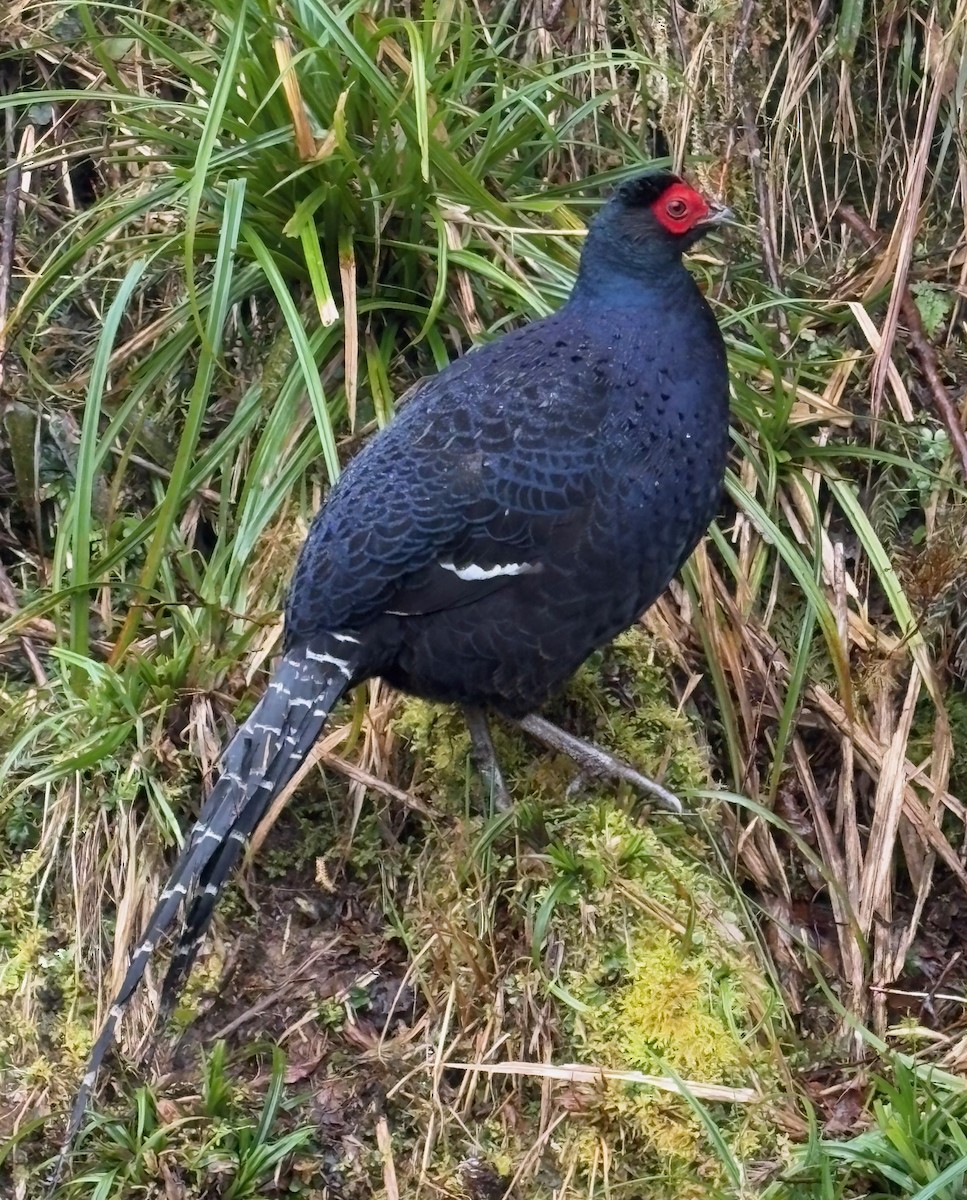 Swinhoe's Pheasant - ML641744315