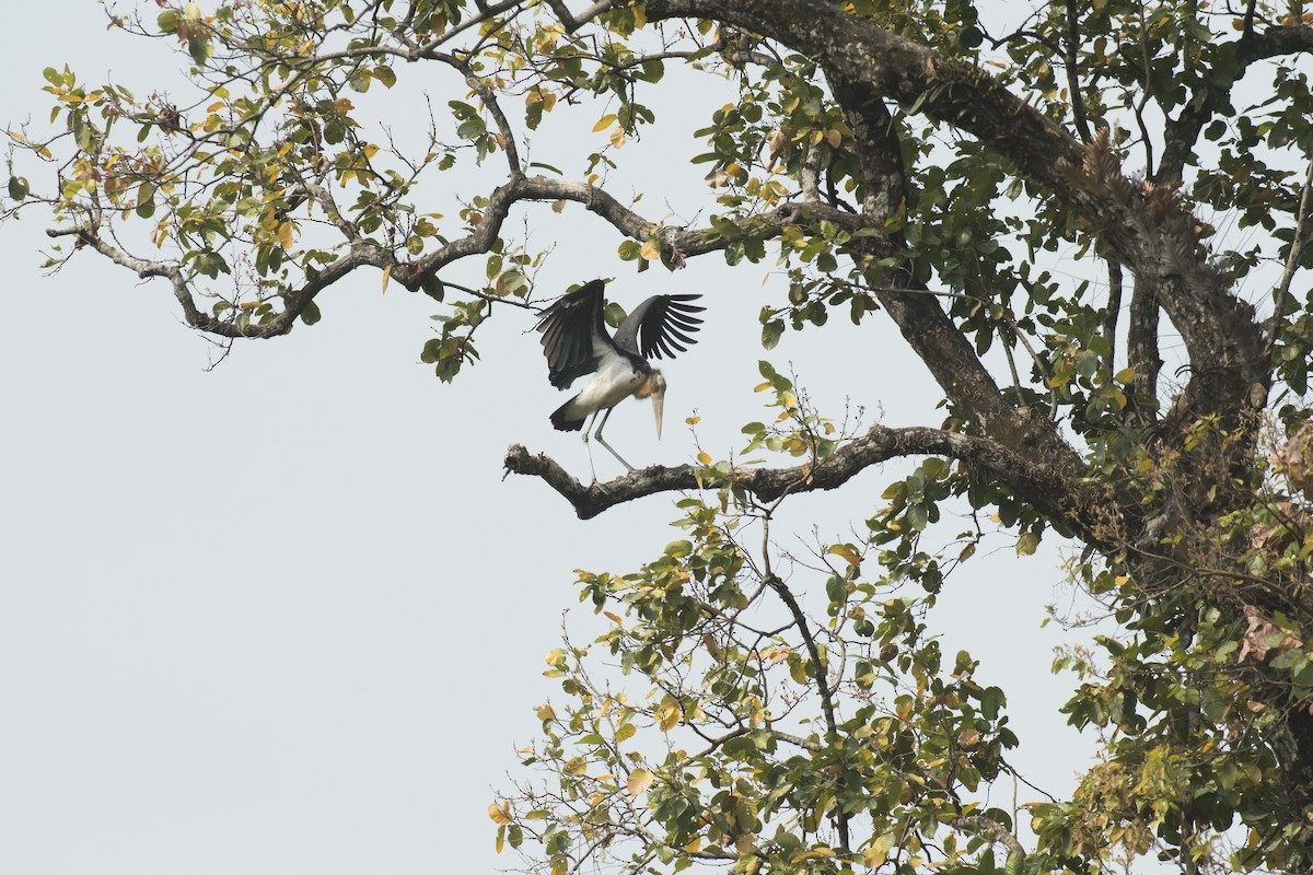 Lesser Adjutant - ML641744360