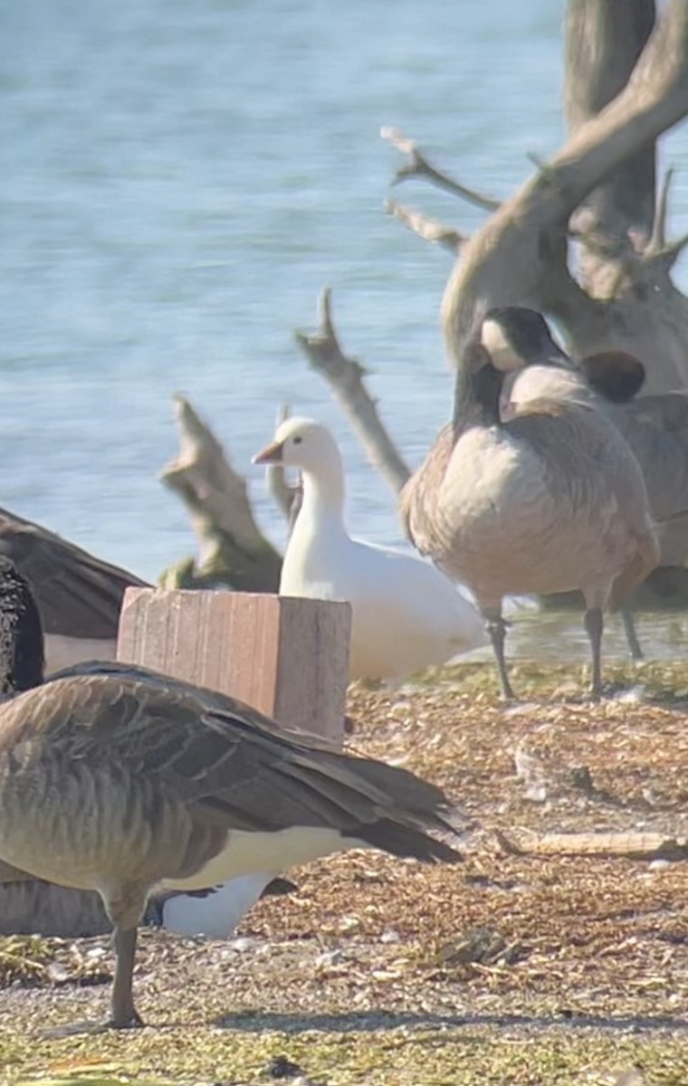 Ross's Goose - ML641744375