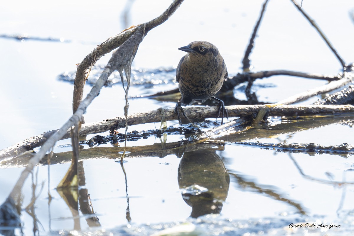 Rusty Blackbird - ML641744378