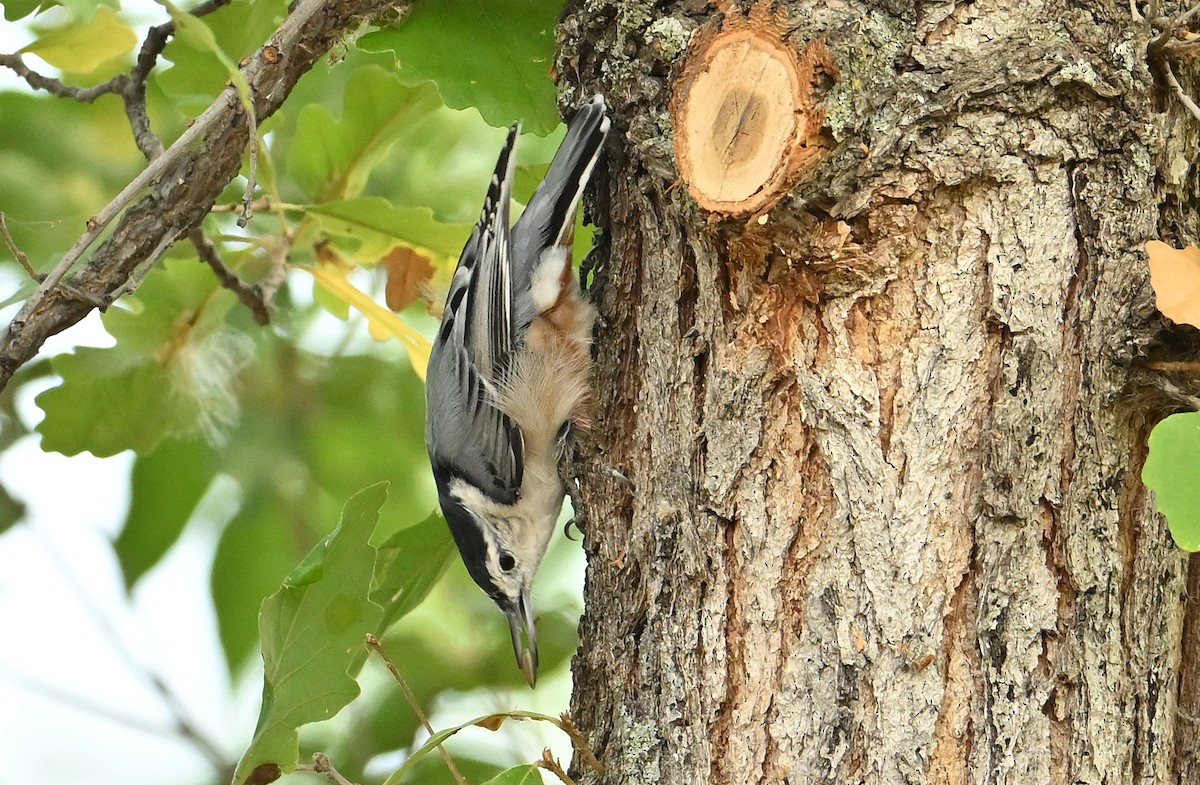White-breasted Nuthatch - ML641744381