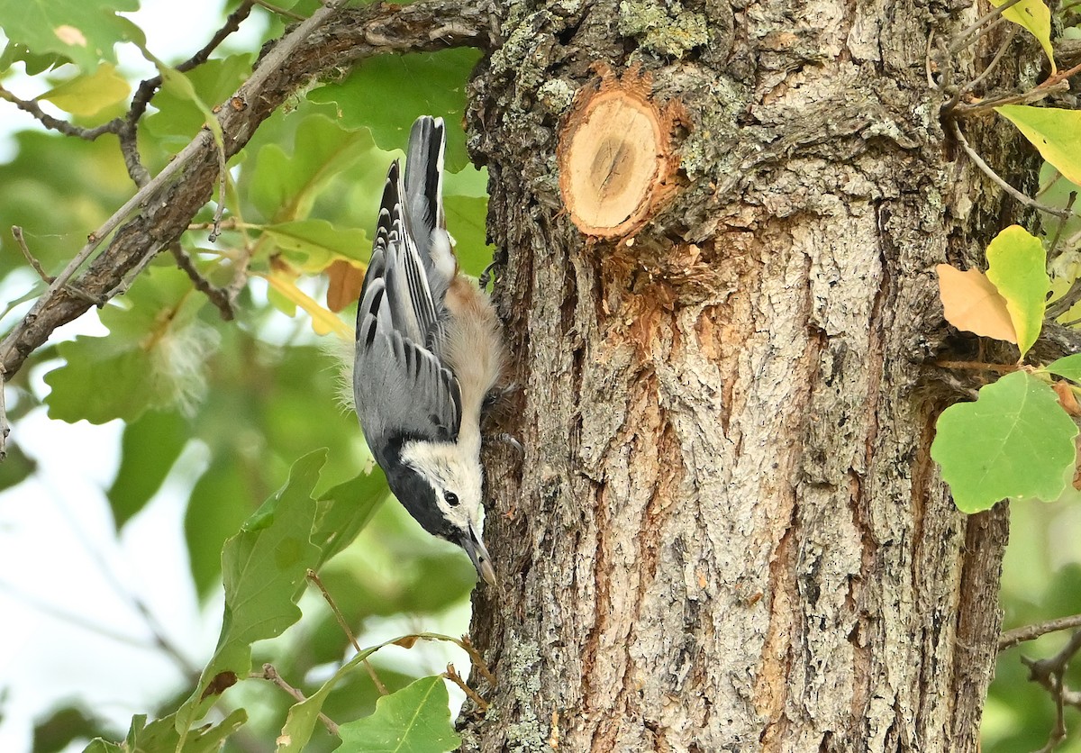 White-breasted Nuthatch - ML641744387