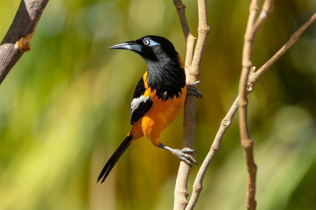 Venezuelan Troupial - ML641744393