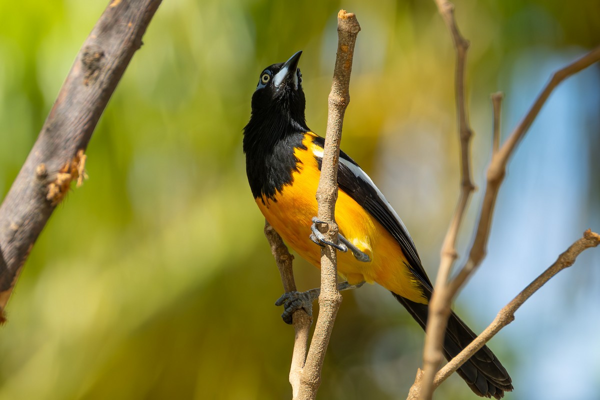 Venezuelan Troupial - ML641744394