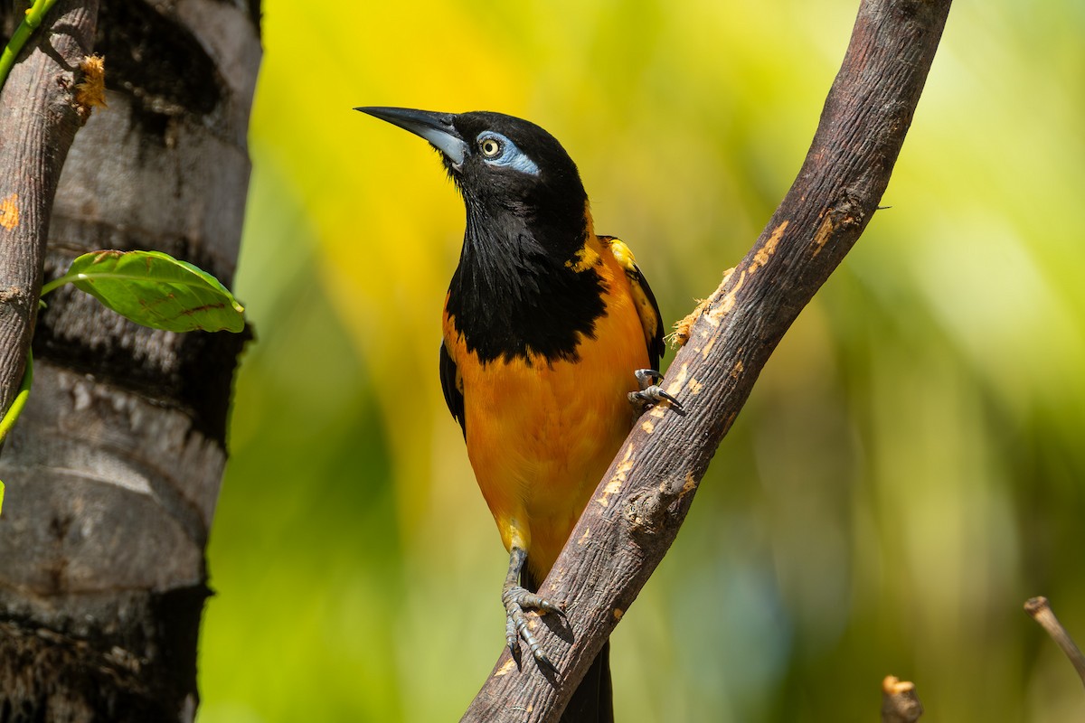 Venezuelan Troupial - ML641744395