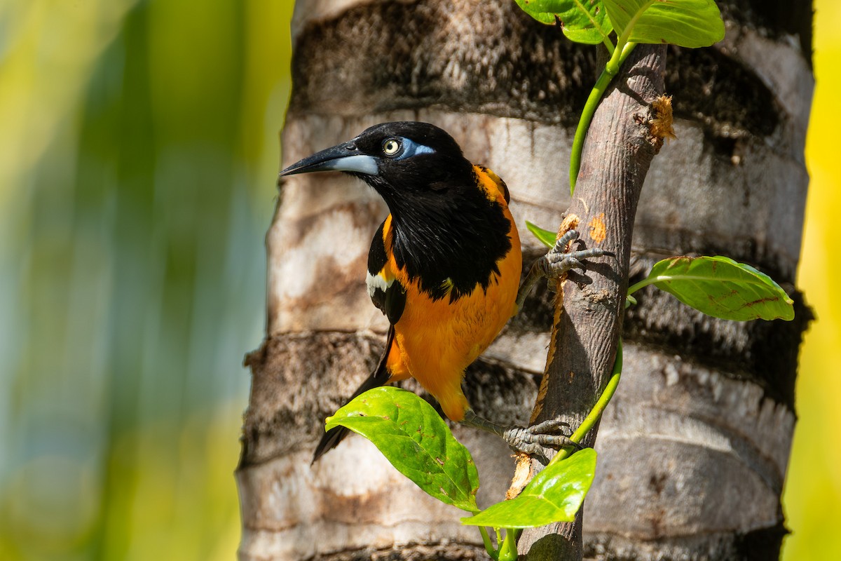Venezuelan Troupial - ML641744396