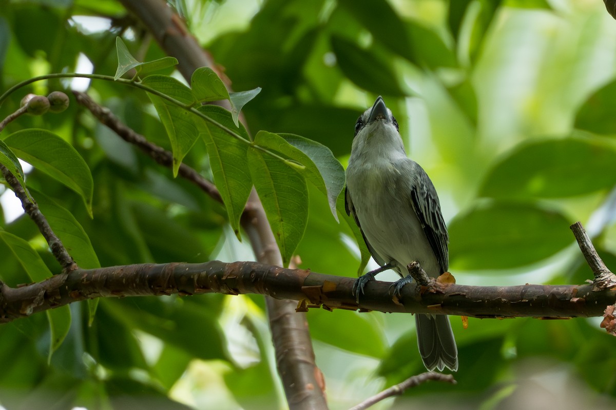 Cinereous Becard - ML641744403