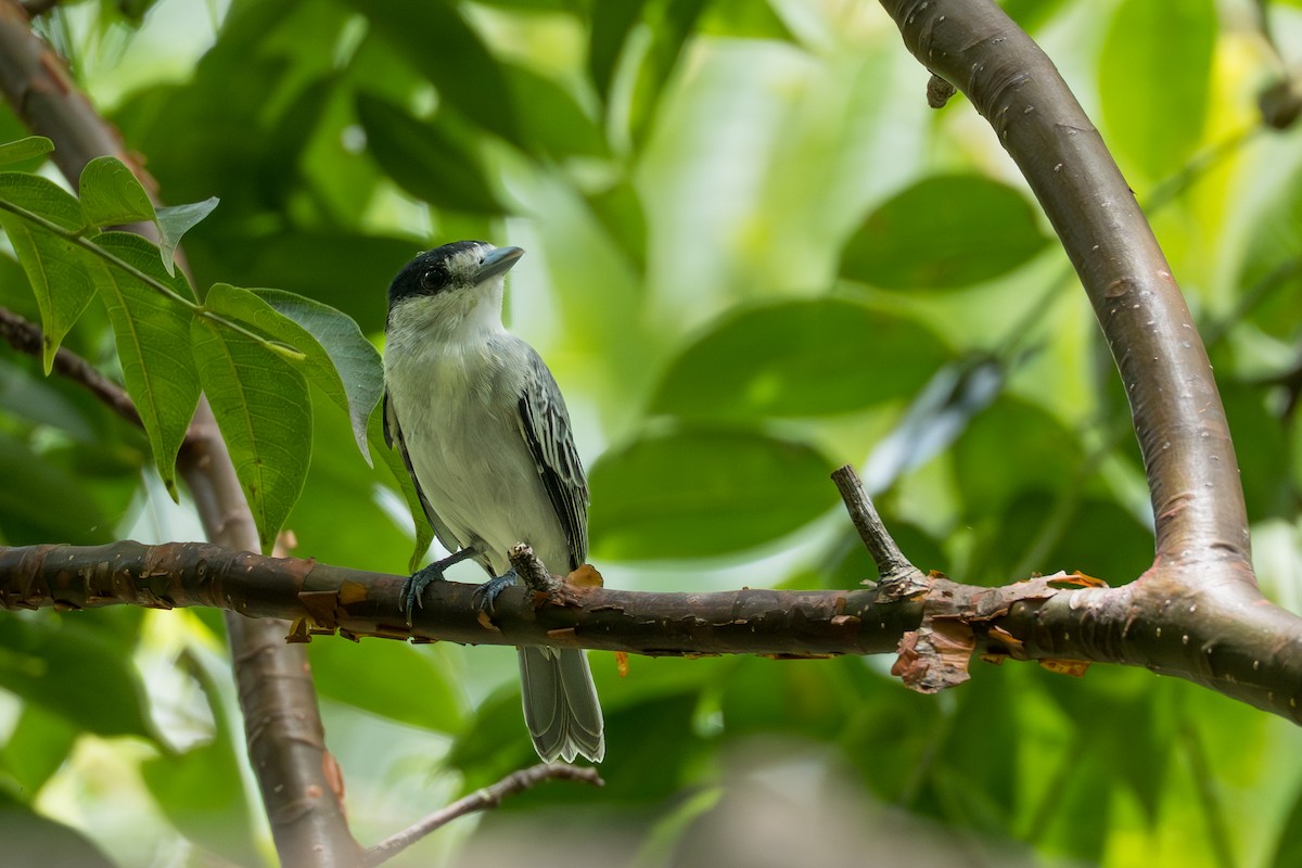 Cinereous Becard - ML641744405
