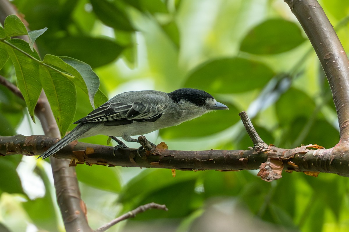 Cinereous Becard - ML641744406