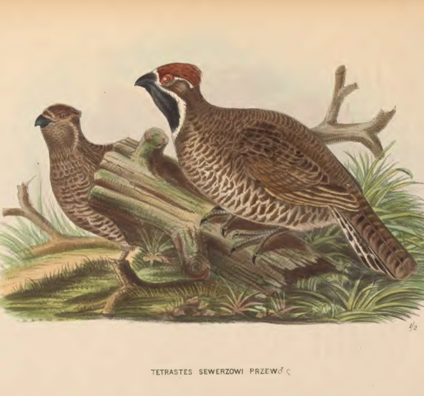 Chinese Grouse - ML641744412
