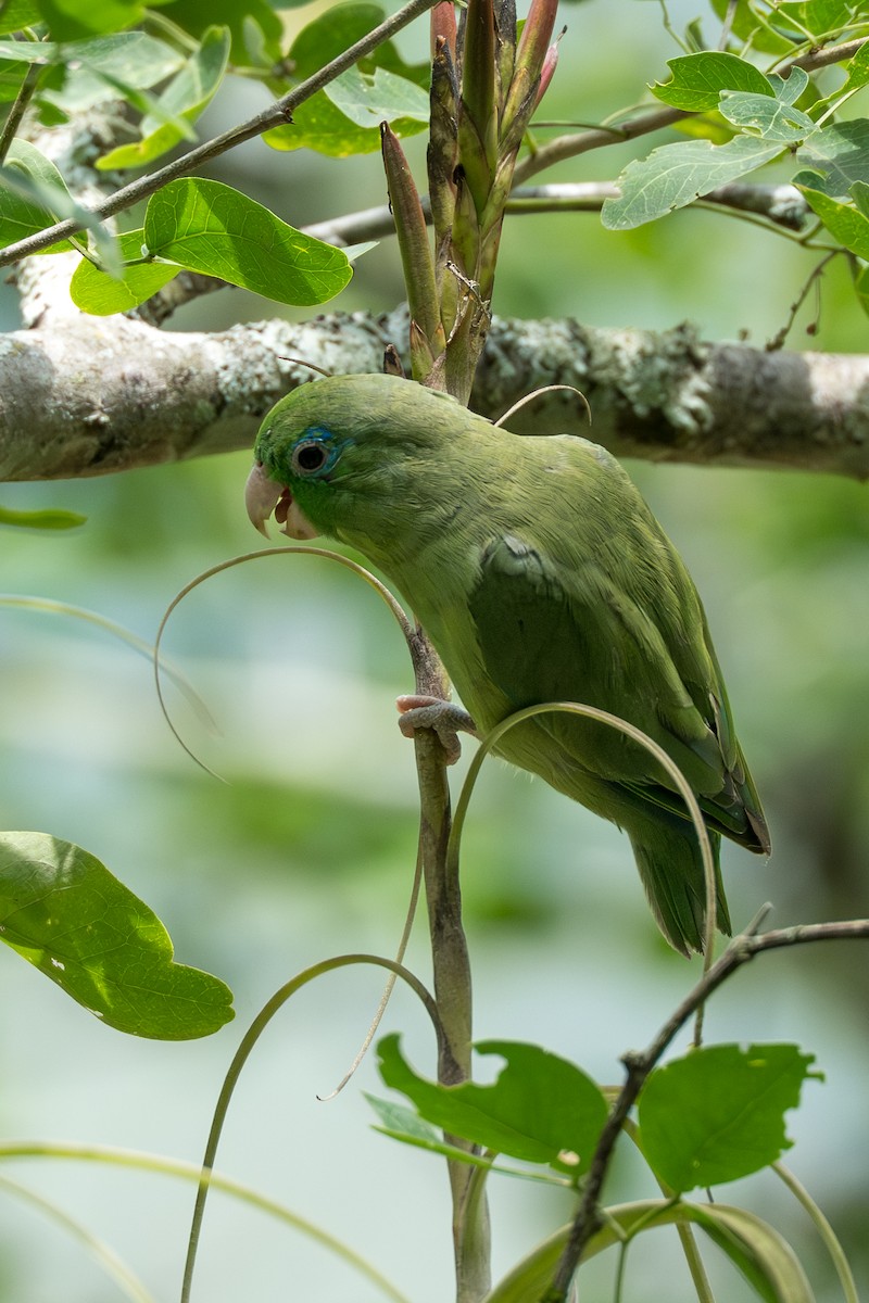Spectacled Parrotlet - ML641744416