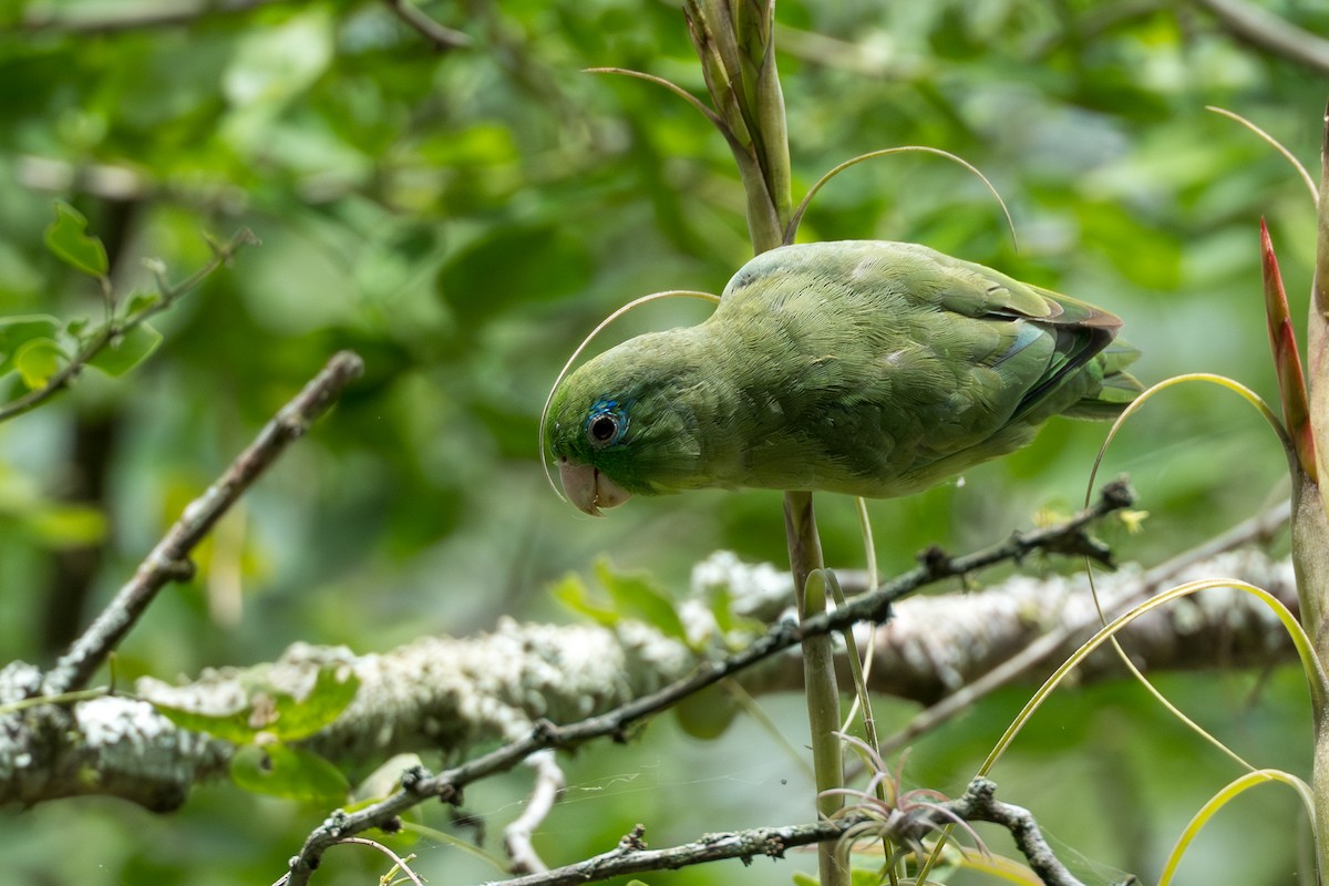 Spectacled Parrotlet - ML641744417