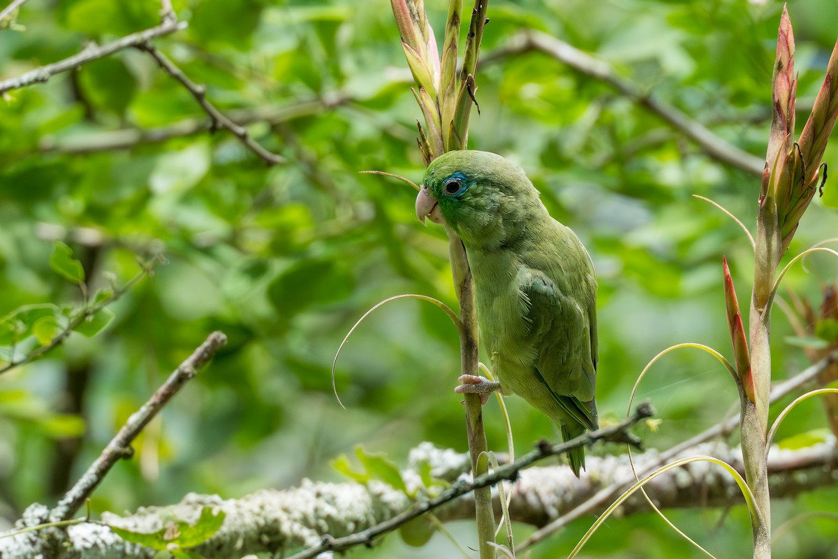 Spectacled Parrotlet - ML641744418
