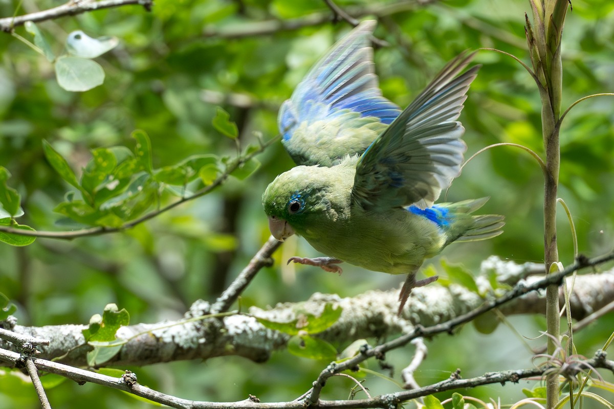 Spectacled Parrotlet - ML641744419