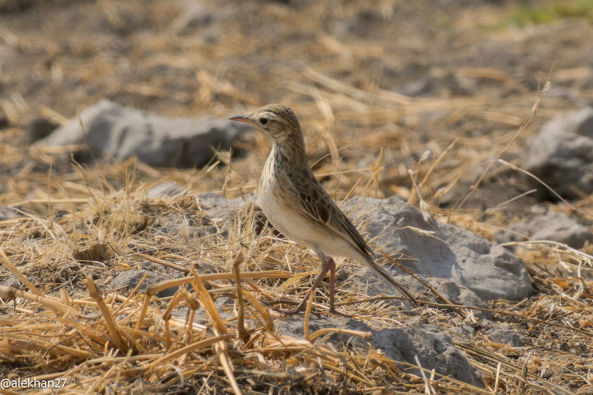 African Pipit - ML641744433