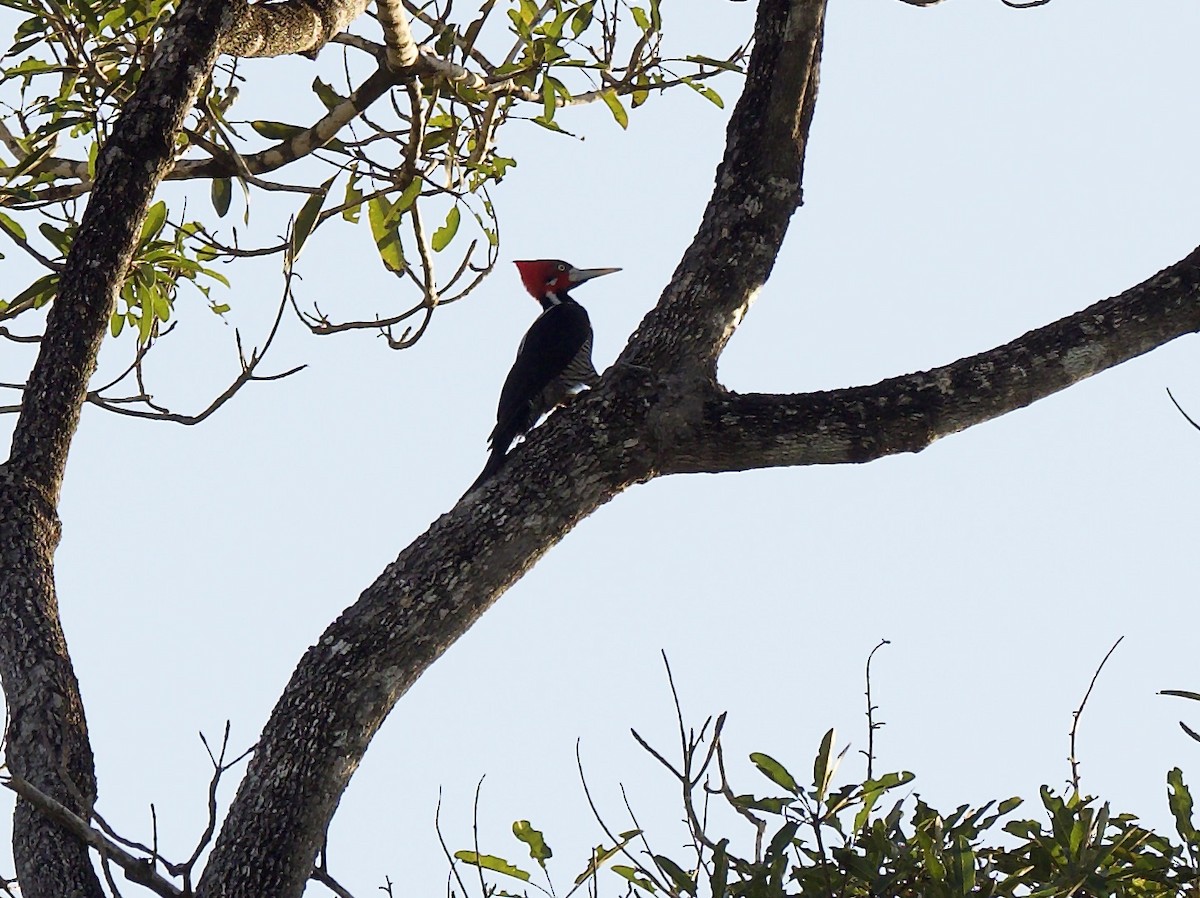 Crimson-crested Woodpecker - ML641744436
