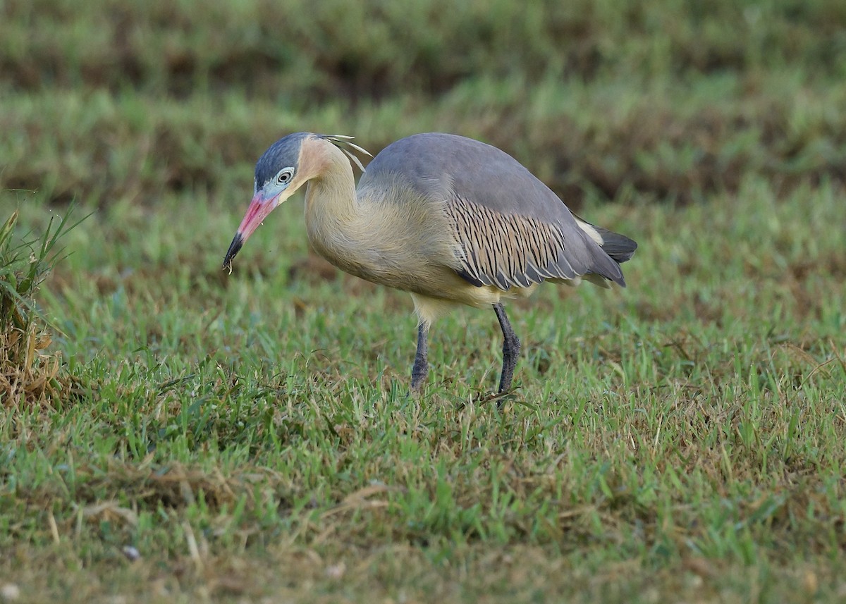 Whistling Heron - ML641744438