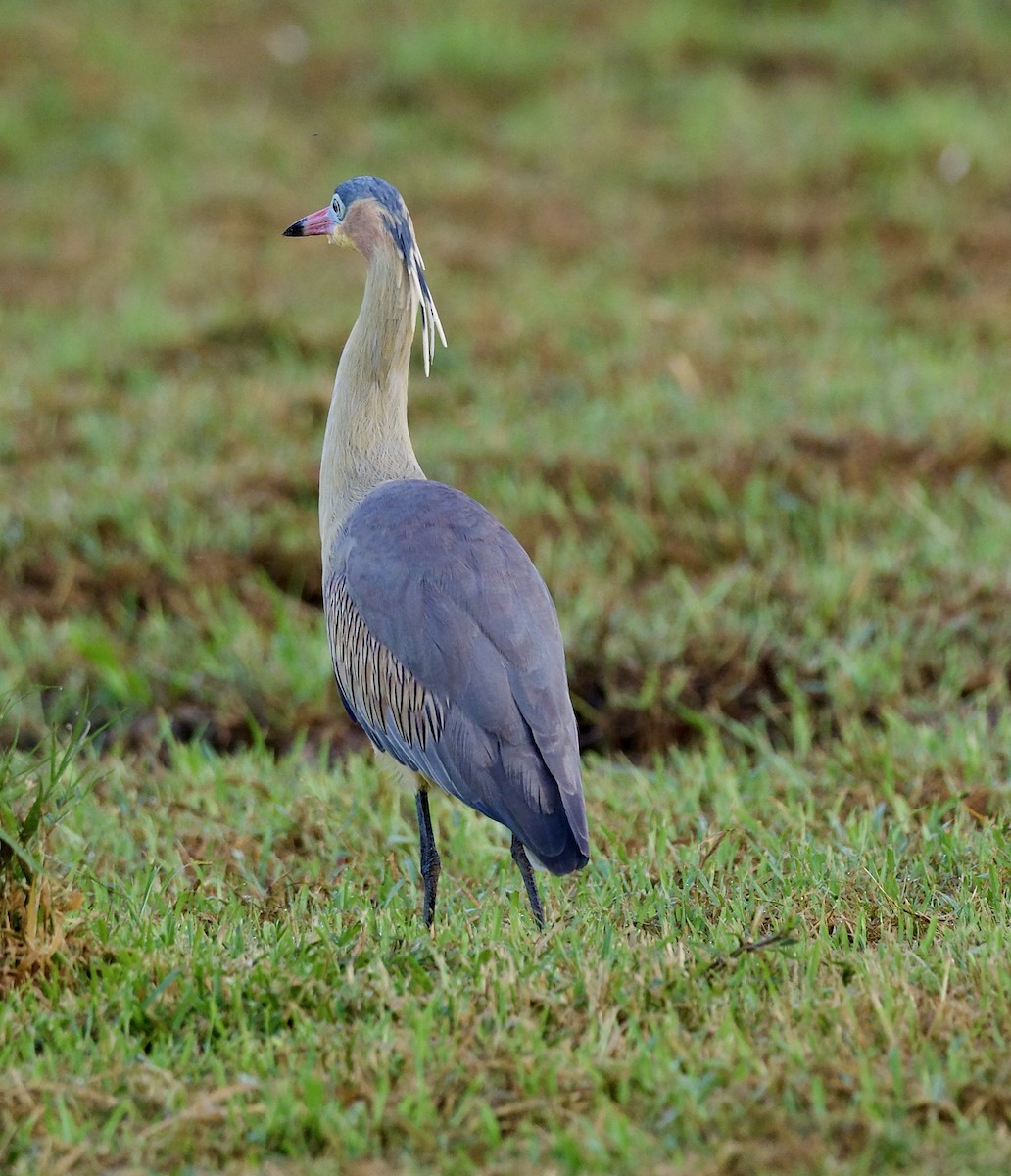 Whistling Heron - ML641744439