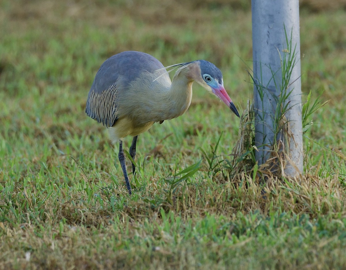 Whistling Heron - ML641744446