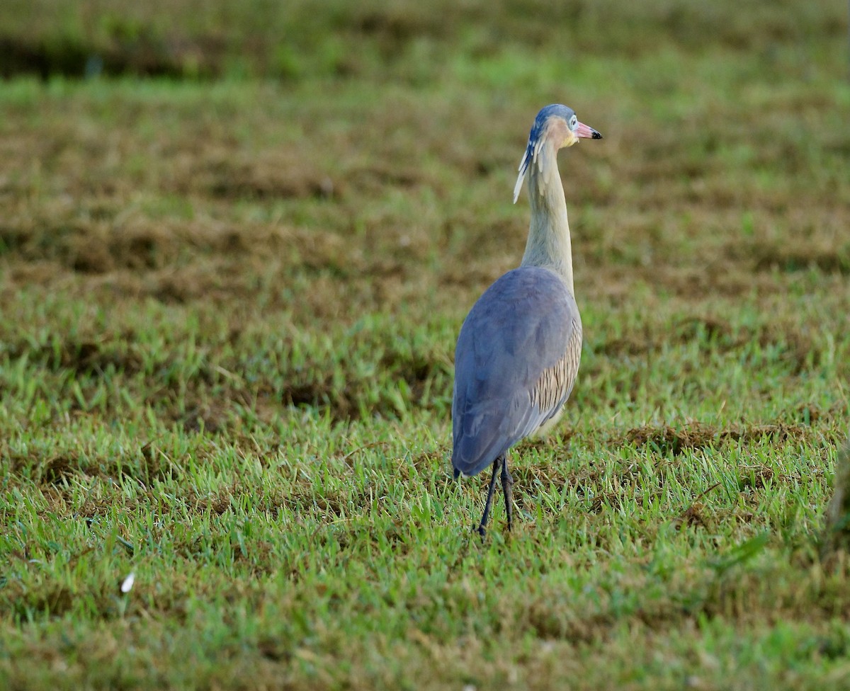Whistling Heron - ML641744449