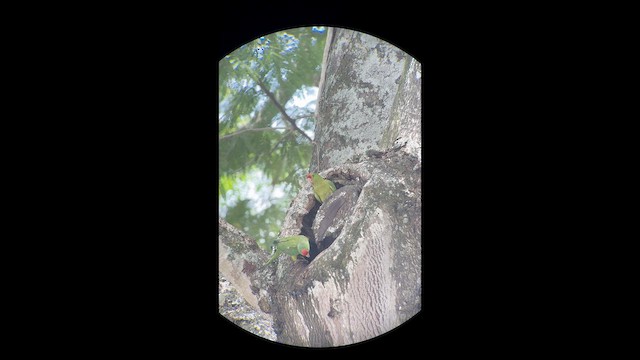 Scarlet-fronted Parakeet - ML641744498