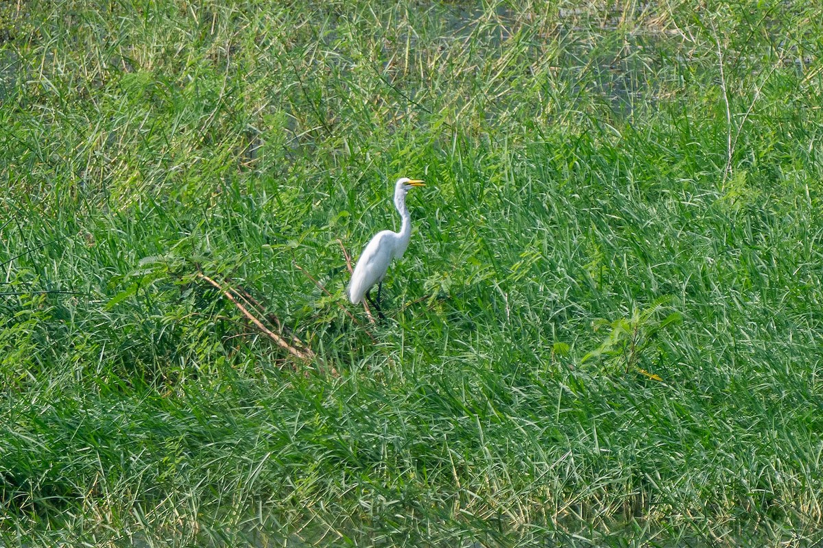 Yellow-billed/Medium Egret - ML641744522