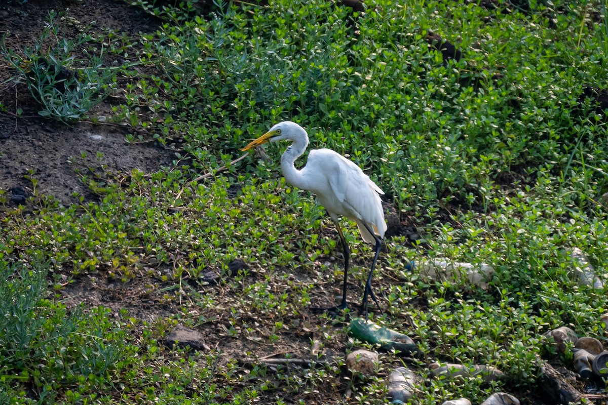 Yellow-billed/Medium Egret - ML641744523