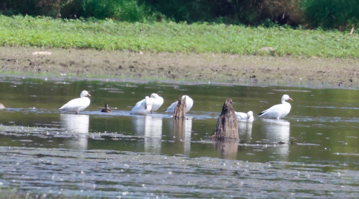 Snow Goose - ML641744604