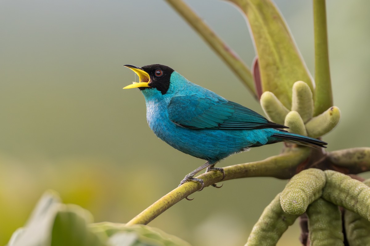Green Honeycreeper - ML641744607