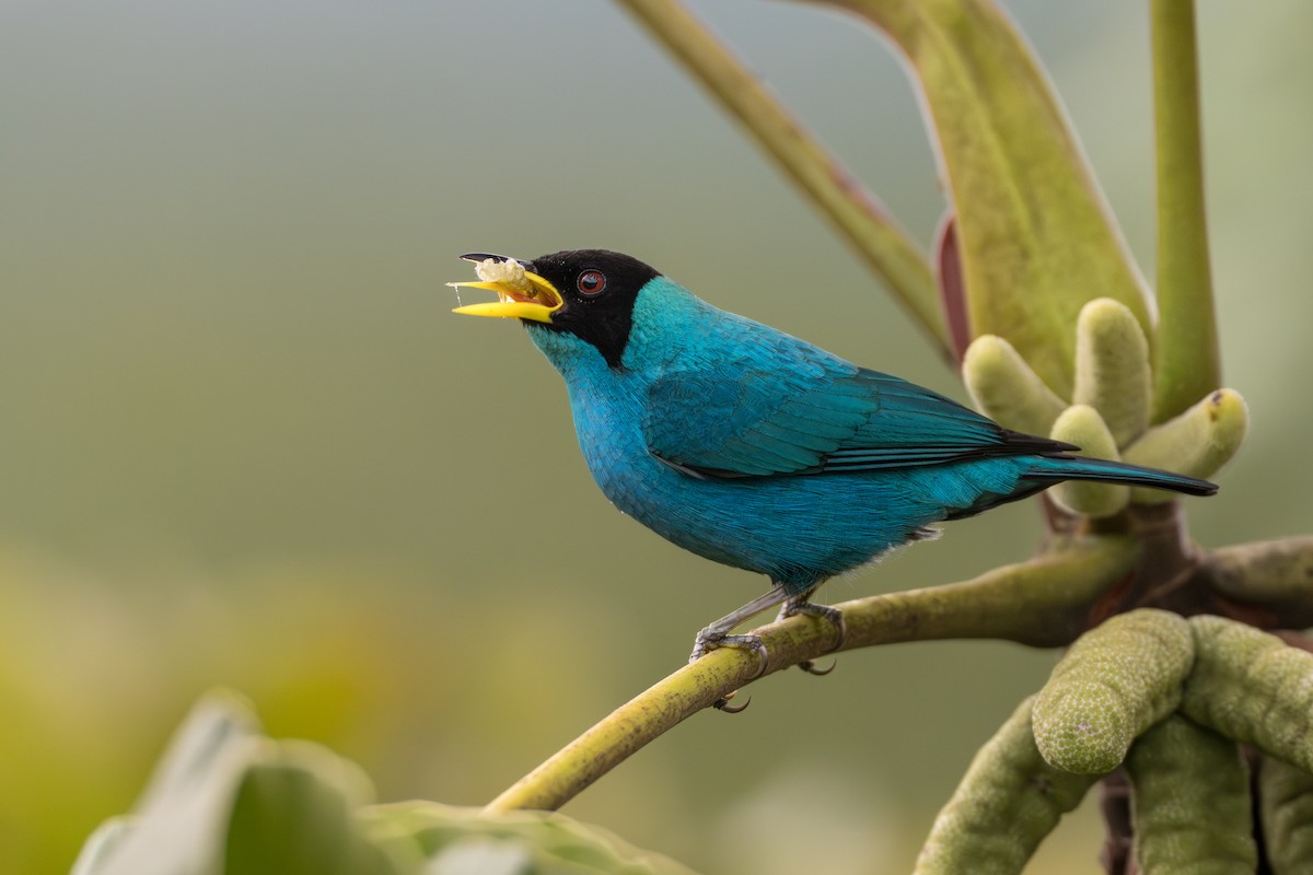 Green Honeycreeper - ML641744608