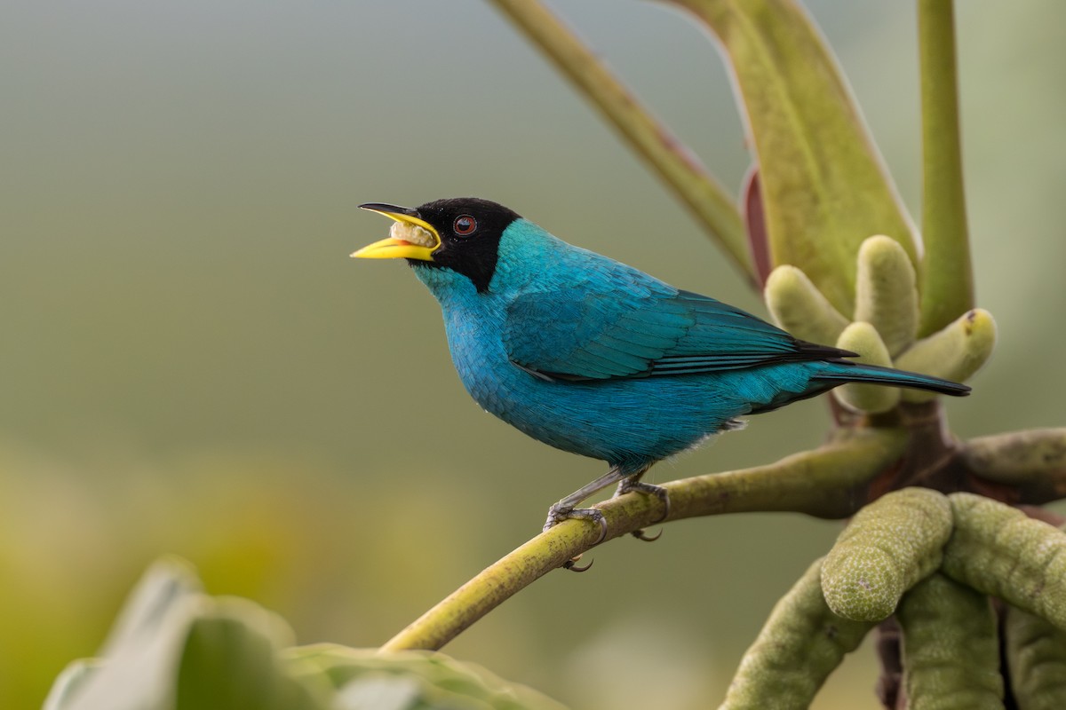 Green Honeycreeper - ML641744609