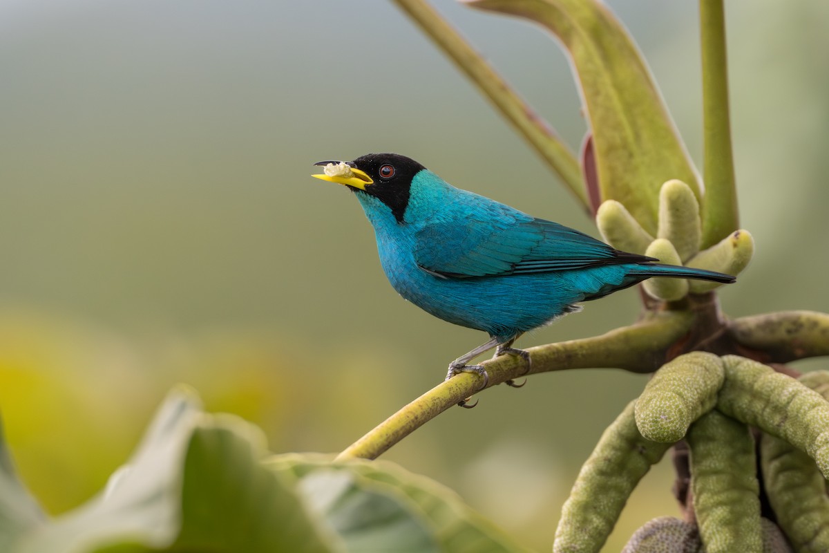 Green Honeycreeper - ML641744610