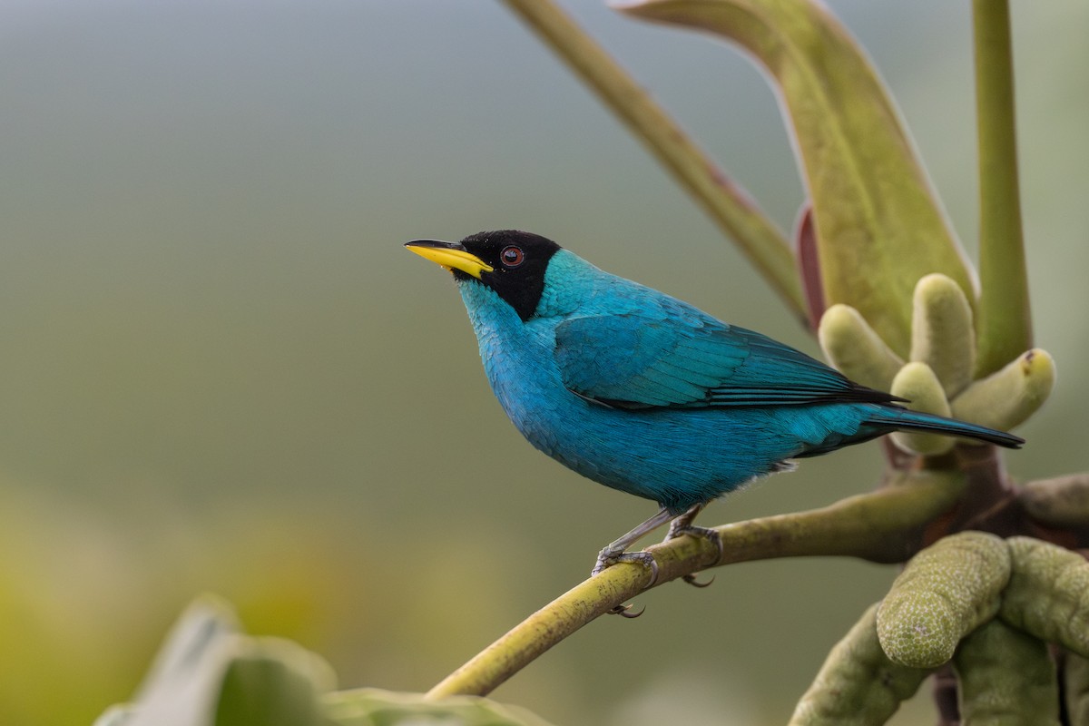 Green Honeycreeper - ML641744611