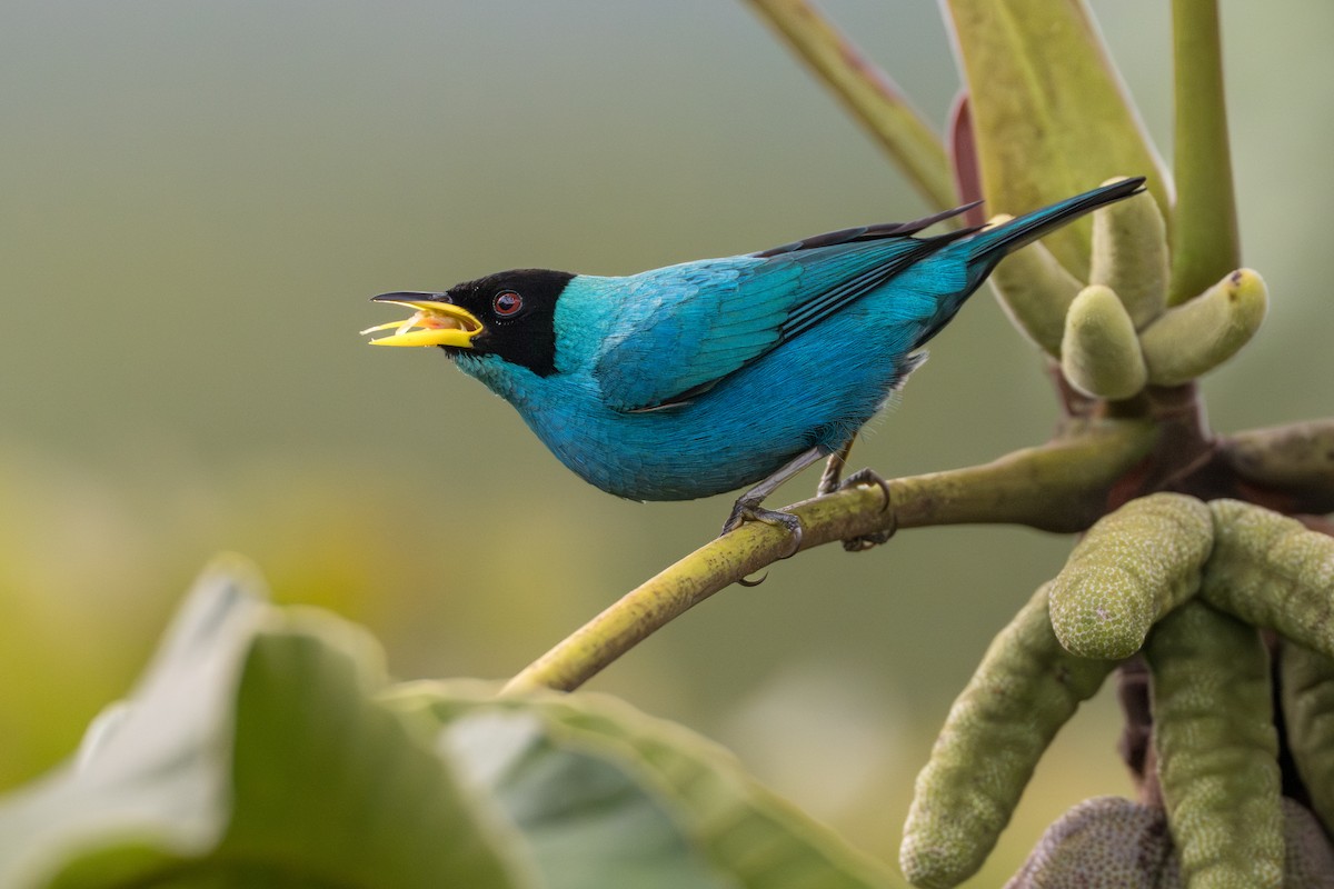 Green Honeycreeper - ML641744612