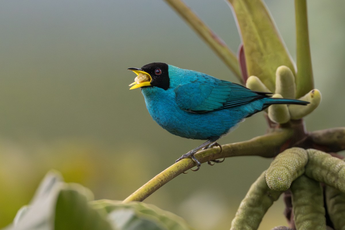 Green Honeycreeper - ML641744613