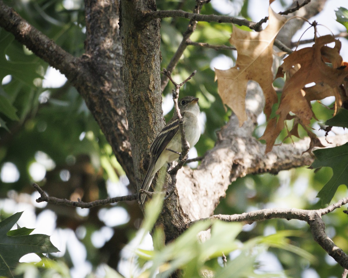 Least Flycatcher - ML641744617