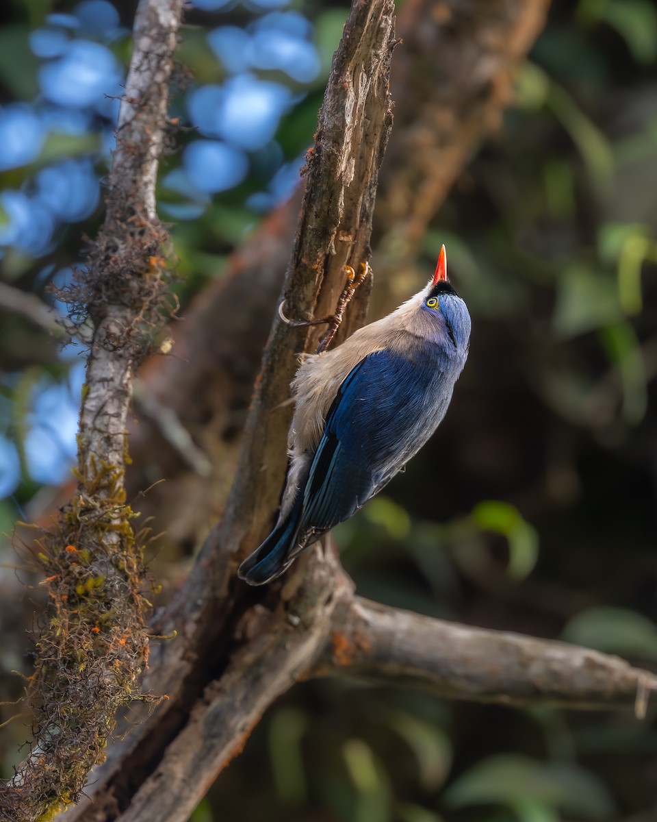 Velvet-fronted Nuthatch - ML641744626