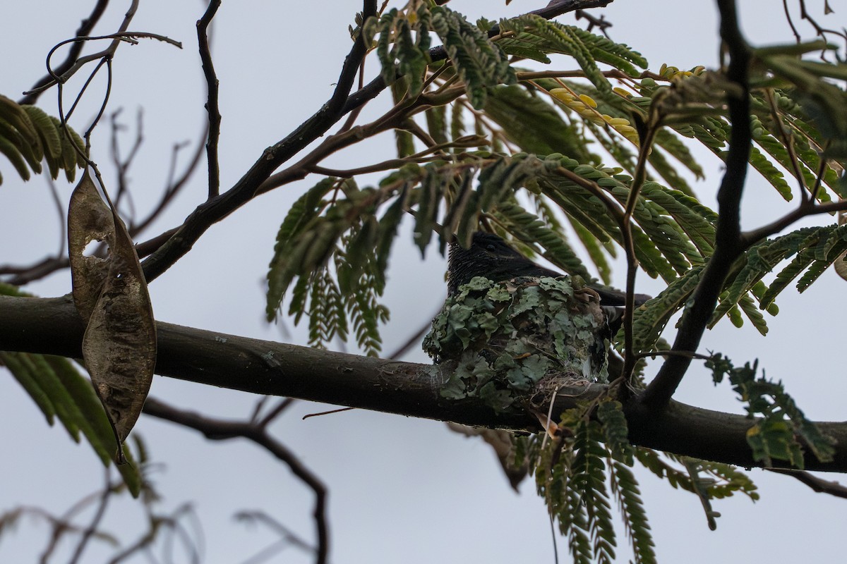 kolibrík ocelovořitý - ML641744629
