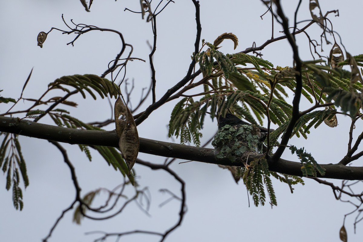 kolibrík ocelovořitý - ML641744631