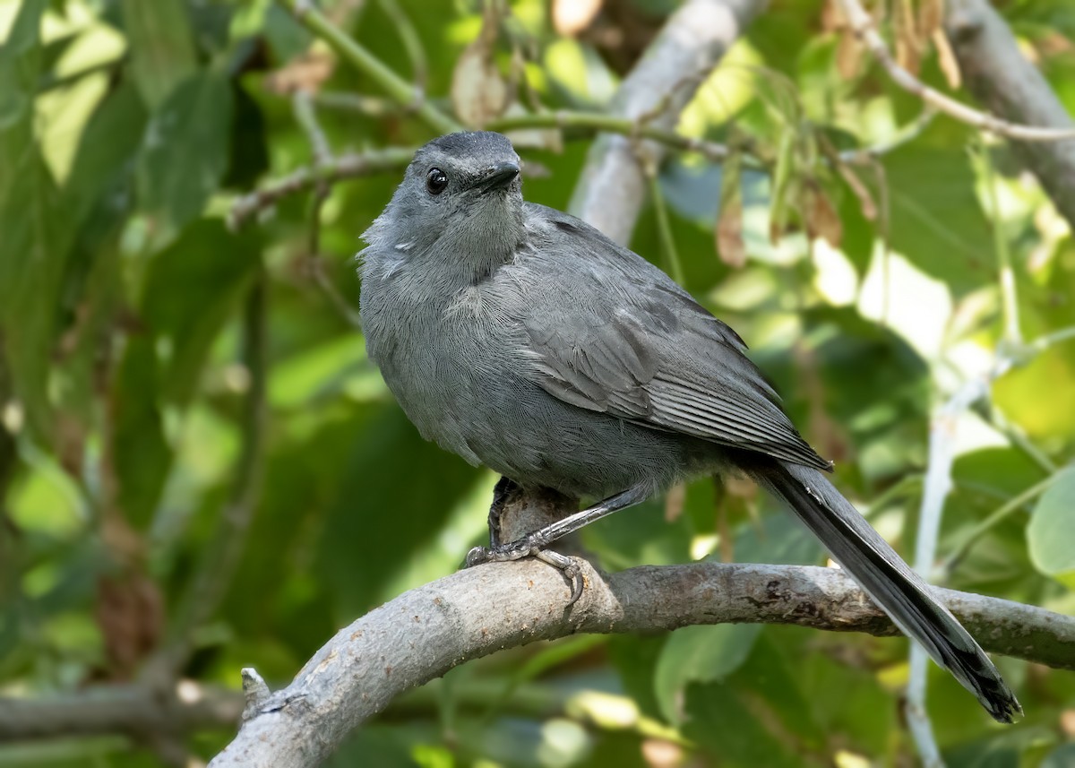 Gray Catbird - ML641744633