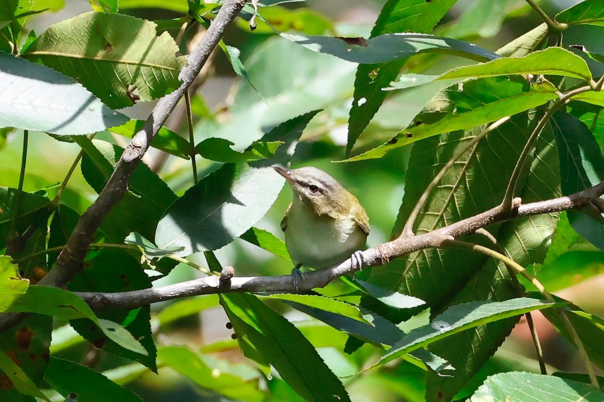 Red-eyed Vireo - ML641744641