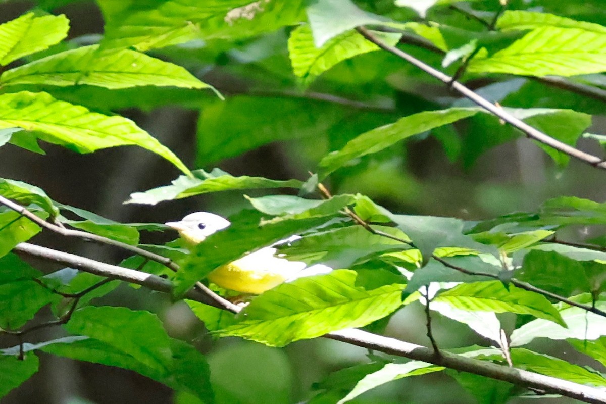 Magnolia Warbler - ML641744659