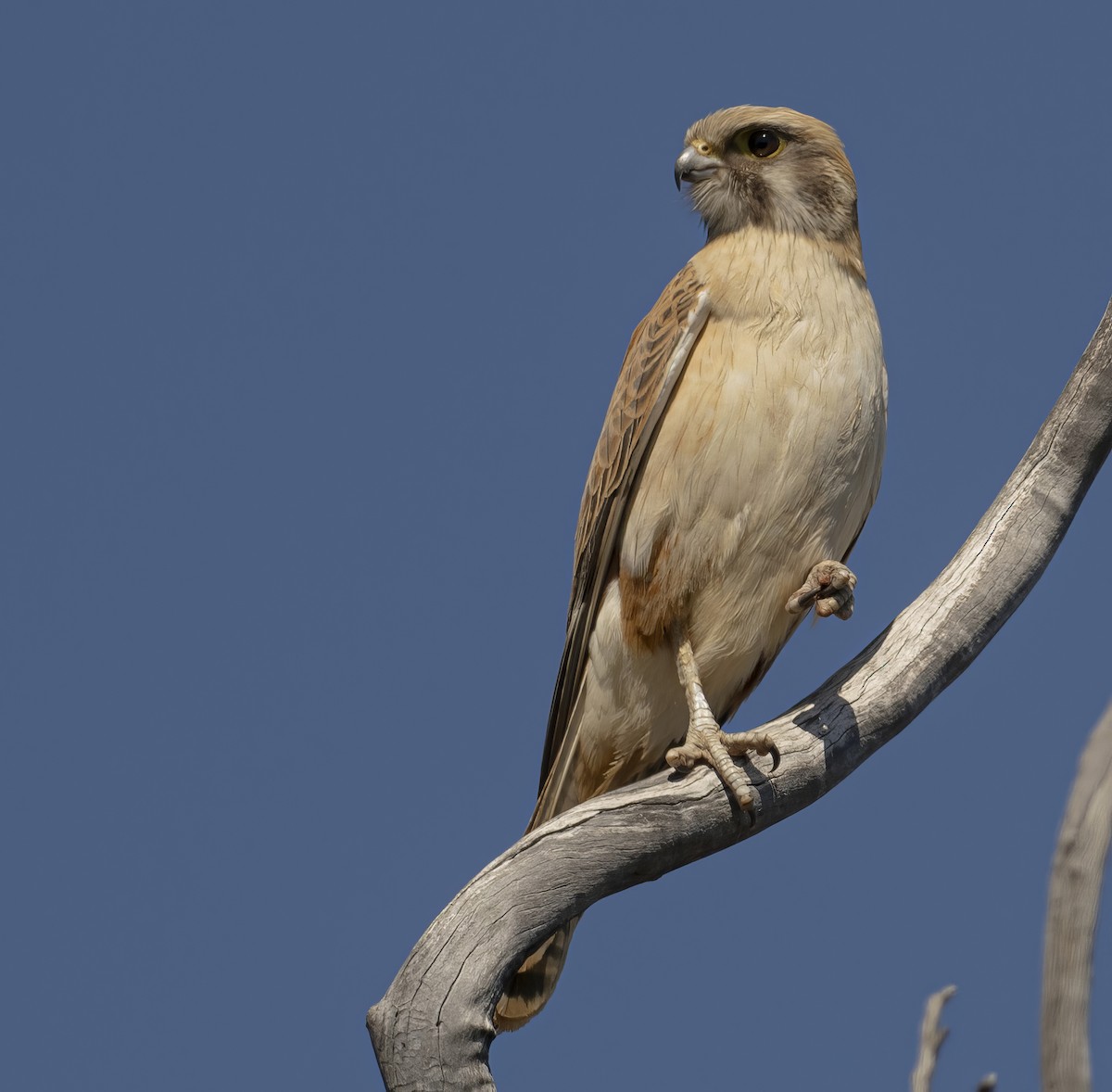 Brown Falcon - ML641744662