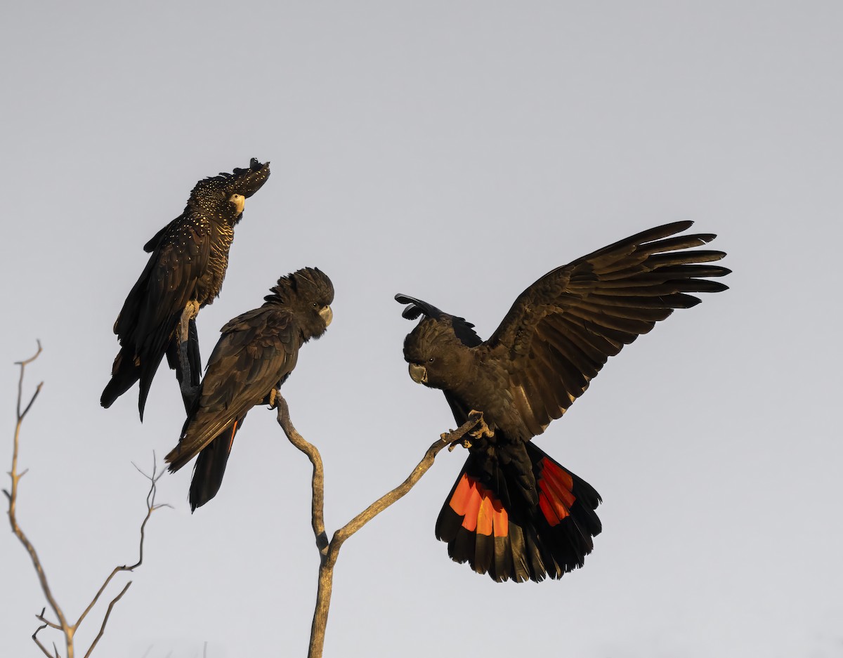 Red-tailed Black-Cockatoo - ML641744673
