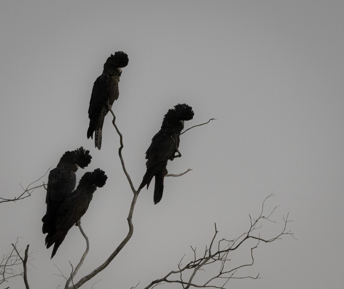 Red-tailed Black-Cockatoo - ML641744674