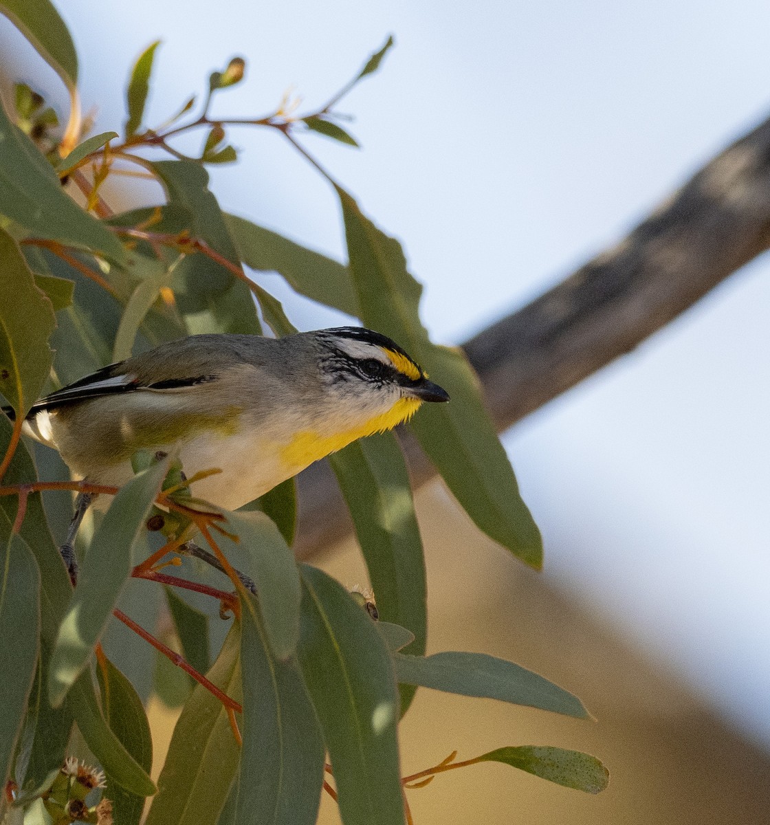 Striated Pardalote - ML641744675