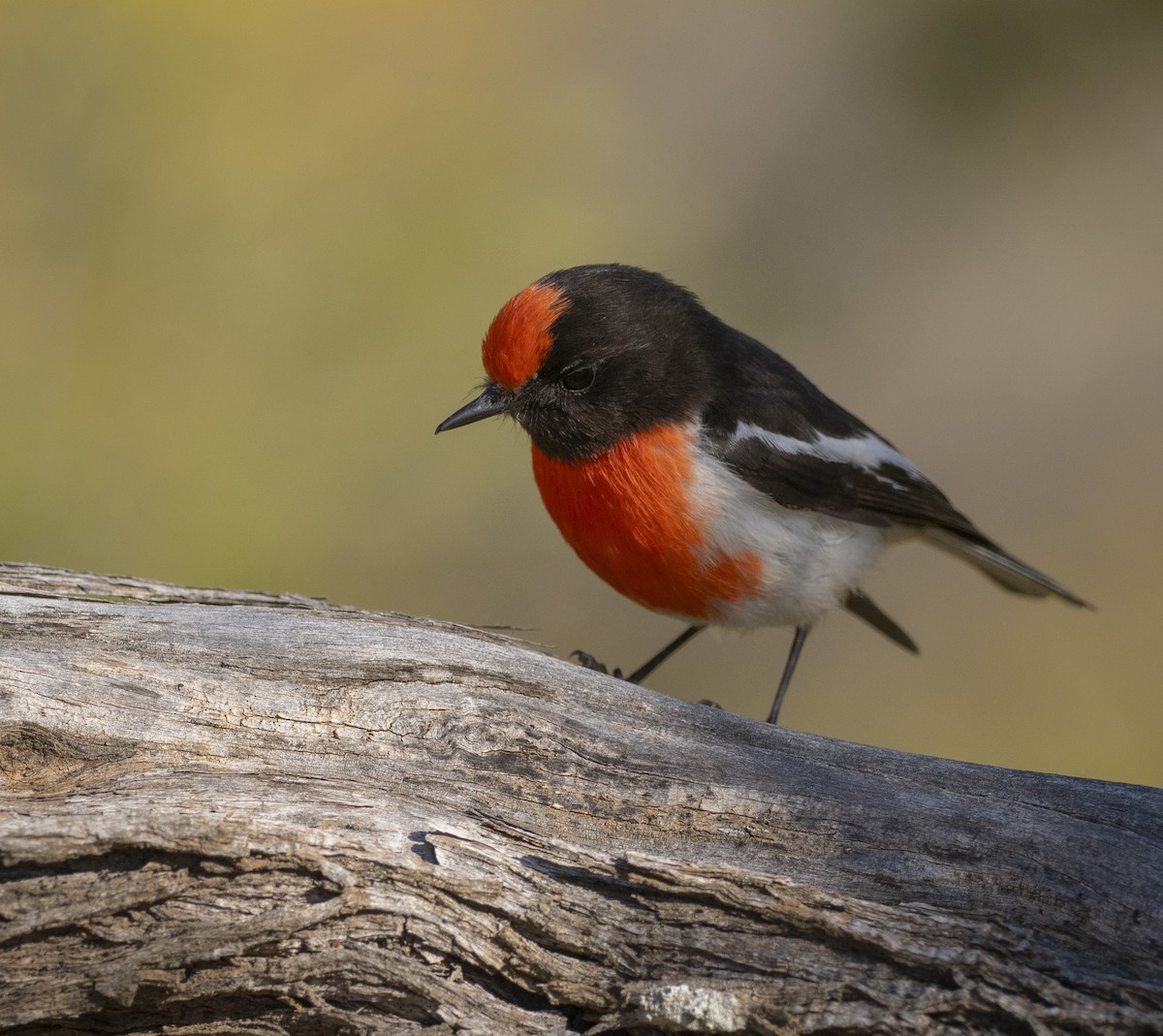 Red-capped Robin - ML641744677