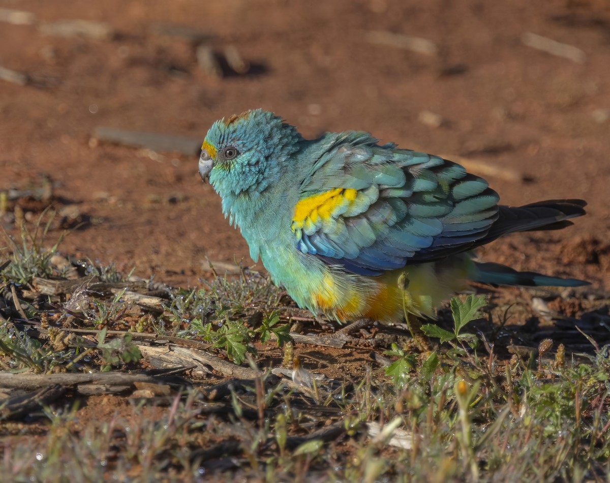 Mulga Parrot - ML641744688