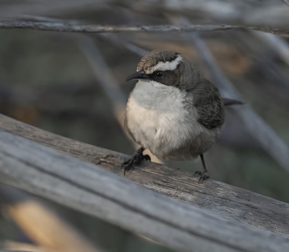 White-browed Babbler - ML641744713