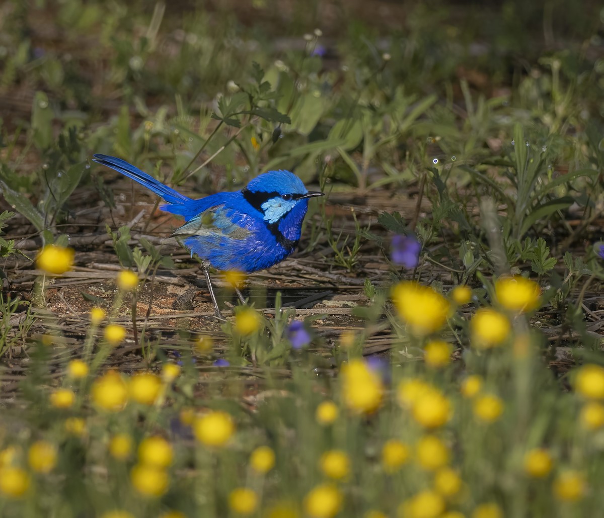 Splendid Fairywren - ML641744724